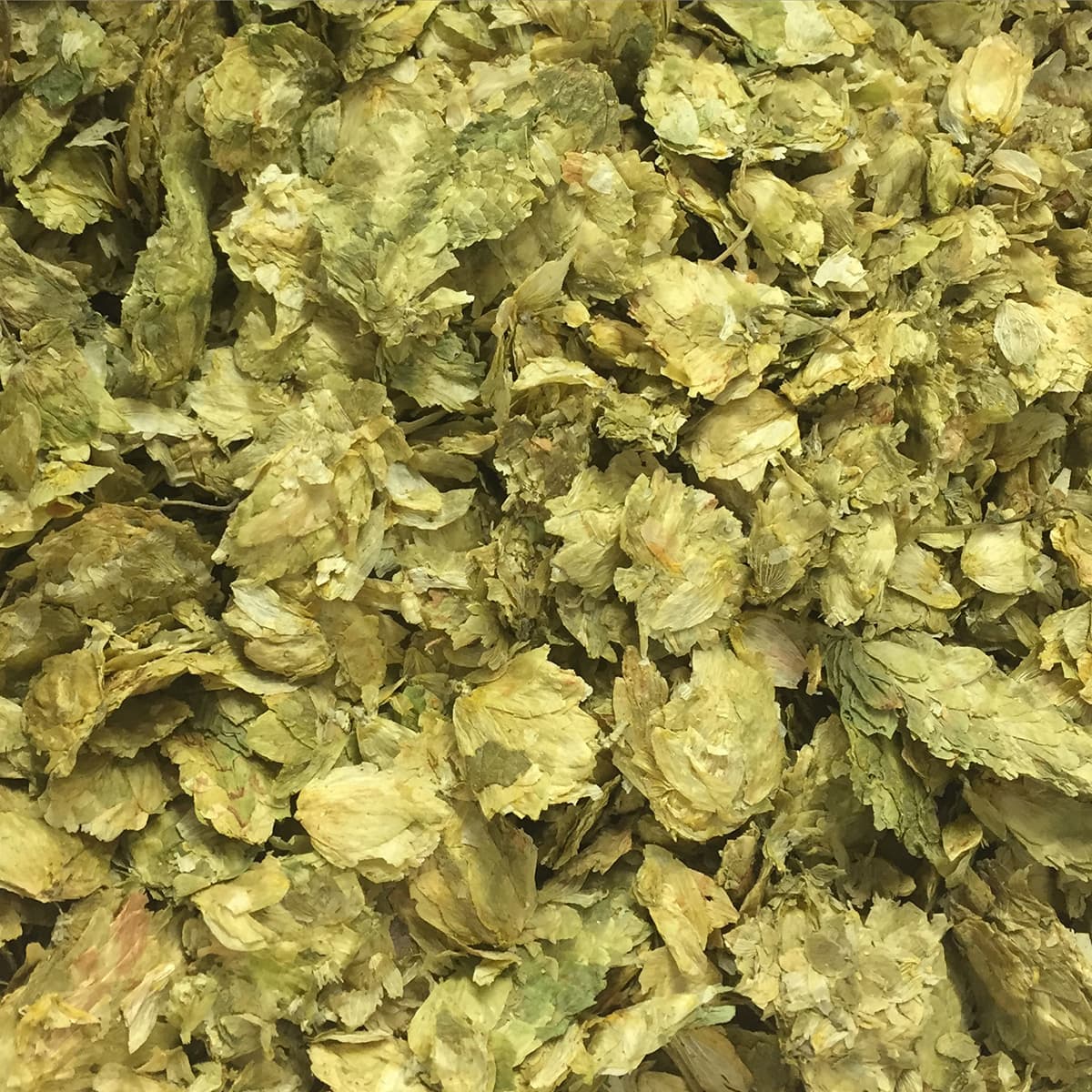 Hops have arrived!