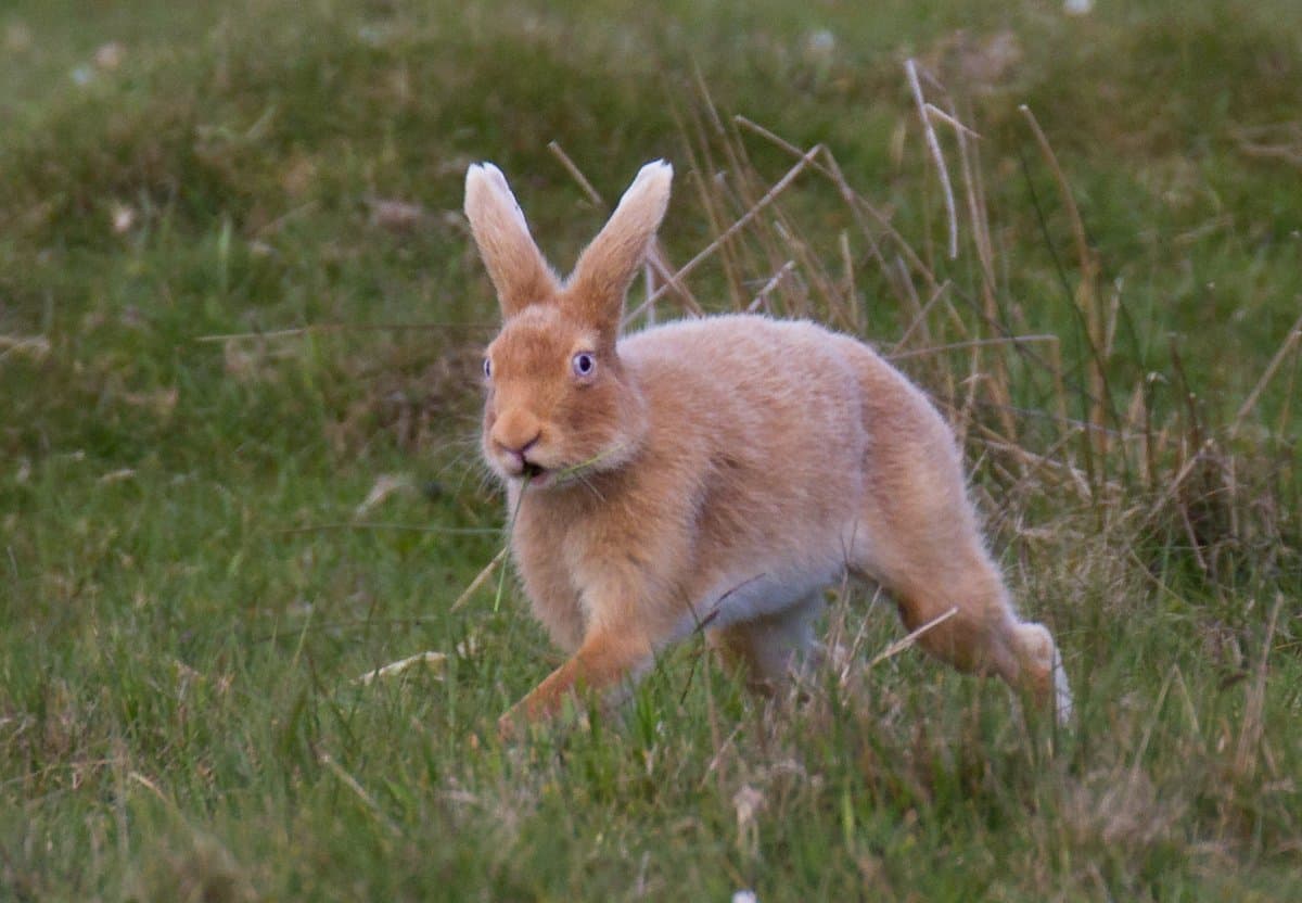 Rathlin’s Famous Blue-Eyed Golden Hare captured by STICKYBEAK